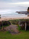 Beach Kangaroos