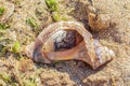 Still life of shells, sand, and algae. Royalty Free Stock Photo