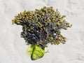 Bouquet of seaweed on the sand.