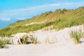 Beach landscape with a lamb grazing the marram grass on Sylt island, Germany Royalty Free Stock Photo