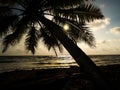 Beach landscape palm tree Royalty Free Stock Photo