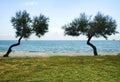 Beach Landscape, Sea, Sand, Sun & Trees Royalty Free Stock Photo