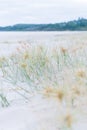 Beach landscape of silver grass and fine white sand