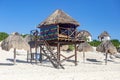 Beach lifeguards on the paradisiacal beach of dolphins beach in Cancun, Mexico. Watchmen of the tropical beach of white and golden Royalty Free Stock Photo