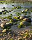 Rocks and algae at low tide