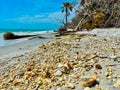 A Beach Littered with Shells Royalty Free Stock Photo