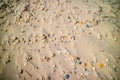 Beach with a lot of seashells on seashore in South Padre Island, Texas Royalty Free Stock Photo