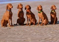 Beach Loving Pointers