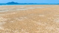 Beach Low Tide Crab Sand Balls Marine Life Landscape Royalty Free Stock Photo