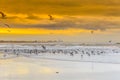 Beach at low tide and full of seagulls and in the background the misty skyline of Zandvoort Royalty Free Stock Photo