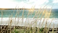 Beach In Malvinas Islands