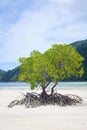 Beach mangrove tree Royalty Free Stock Photo