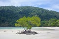 Beach mangrove tree Royalty Free Stock Photo