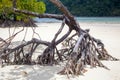 Beach mangrove tree Royalty Free Stock Photo