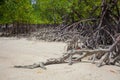 Beach mangrove tree Royalty Free Stock Photo