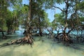 Beach mangrove trees Royalty Free Stock Photo
