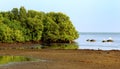 A beach beach with mangrove trees. Royalty Free Stock Photo