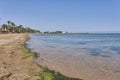 Beach in the Mar Menor area dirty with many greenish algae that are the ones that cause the phenomenon of hypoxia inside the sea