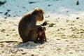 Beach monkey