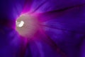 beach moon flower purple macro photo