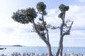 Beach in the morning at the Adriatic sea Royalty Free Stock Photo