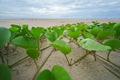 Beach morning glory