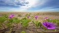 Beach morning glory on the beach on blue sky background in the morning Royalty Free Stock Photo