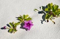 Beach Morning Glory