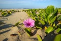 Beach morning glory - South Africa