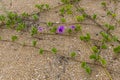 Beach Morning Glory Vine on Shell Covered Sand Royalty Free Stock Photo