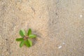 Beach morningglory herb Royalty Free Stock Photo