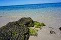 beach with moss and clear water