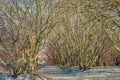 On a beach a natural, leafless tree tunnel is being crossed by a couple hand in hand, who fades away among bare tree branches