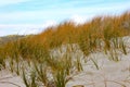 Beach natural vegetation Royalty Free Stock Photo