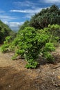 A Beach Naupaka, Scaevola taccada, in front of Screw Pine trees, in Koko Crater Botanical Garden Royalty Free Stock Photo