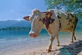 Beach occupied by cow on Lake Bohinj in Triglav national park, Slovenia. Funny animal photo.