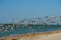 Beach and ocean panorama in mexico with birds