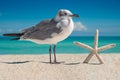 Beach, Ocean, Seagull, Starfish. Summer vacations. Atlantic Ocean. Florida paradise. Sunny day. Beautiful View Royalty Free Stock Photo