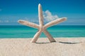 Beach, Ocean, Starfish. Summer vacations. Atlantic Ocean. Florida paradise. Sunny day. Beautiful View