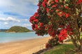 Summer landscape, Paihia, Bay of Islands, New Zealand