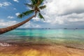 Beach with palm Royalty Free Stock Photo