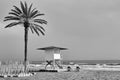 Beach with palm and lifeguard tower by the sea Royalty Free Stock Photo