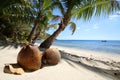 a beach with a palm tree and coconuts on Naviti Island in Fiji Royalty Free Stock Photo