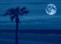 beach with palm tree and sea at night Royalty Free Stock Photo