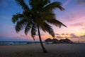 Beach palm tree at sunset