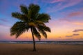 Beach palm tree at sunset