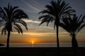 Beach palm tree, sunset view summer nature scene. Royalty Free Stock Photo