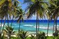 Beach Palm Trees Royalty Free Stock Photo