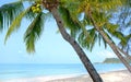 Beach with palm trees Royalty Free Stock Photo