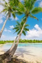 Beach with palm trees at the lagoon of Fakarava, French Polynesia. Royalty Free Stock Photo